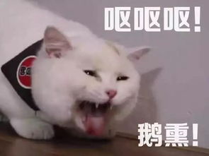 表情包你表情包太多,不想和你聊了