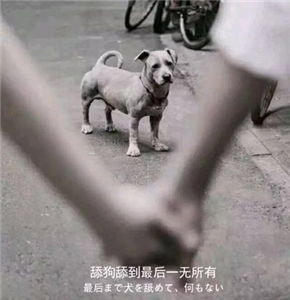 舔狗系列表情包有哪些舔狗表情包分享
