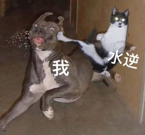 我征集了墨尔本留学生的各种倒霉事,结果笑到模糊....