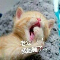 关于老公的猫咪表情包微信头像图片大全