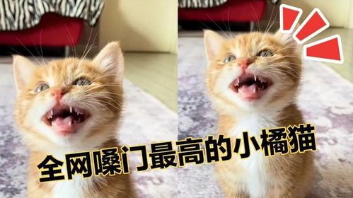 全网嗓门最高的小橘猫,一张大嘴走天下,到了哪里都不怕