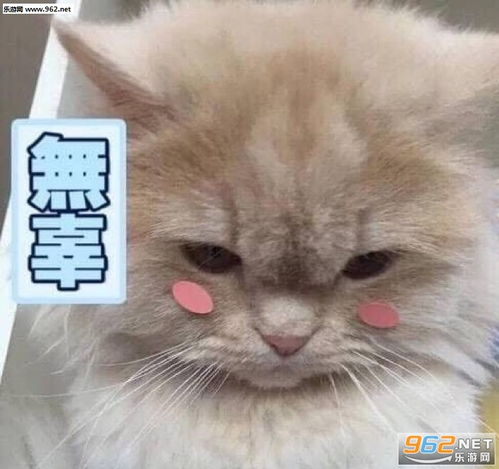 吸猫吗免费的超萌喵咪表情包绝交生气了讨厌你根本不可能哄好的小猫表情包下载乐游网游戏下载