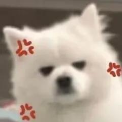 一组可爱的萨摩耶表情包