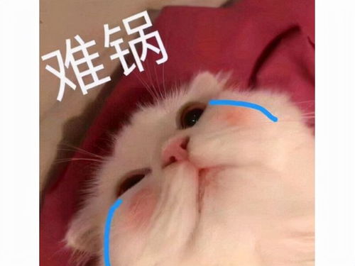 班花其实是网瘾少女为追妹子玩剑灵,反手把英语6级给过了