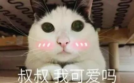 不可能吧表情包猫咪