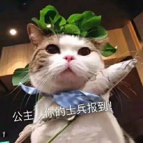 创业疯