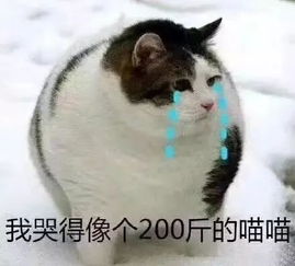 春分精分