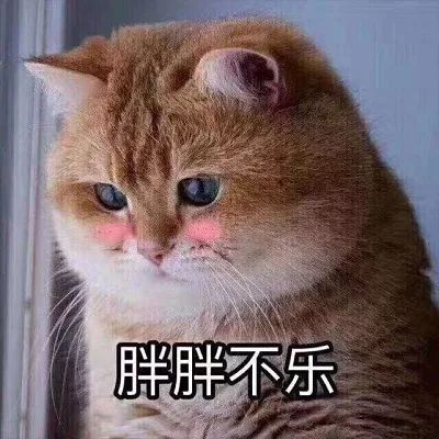 喵喵表情包