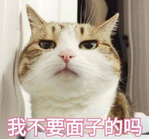 这些无脑语言千万不能对养猫的朋友讲,不然真的会遭嫌弃的