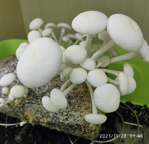 蘑菇菌包生长养殖记白玉菇篇