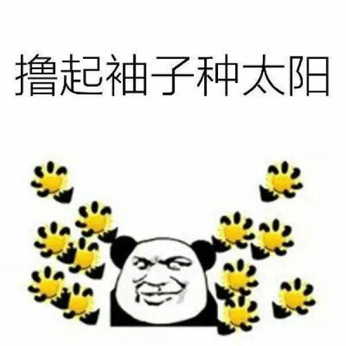 成都的太阳终于上班啦