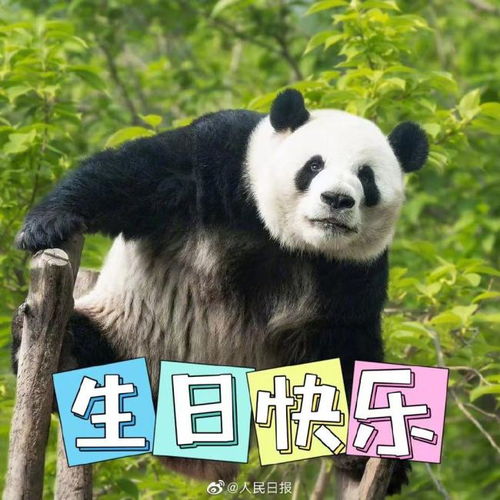 大熊猫萌兰8岁生日快乐和花和叶生日快乐