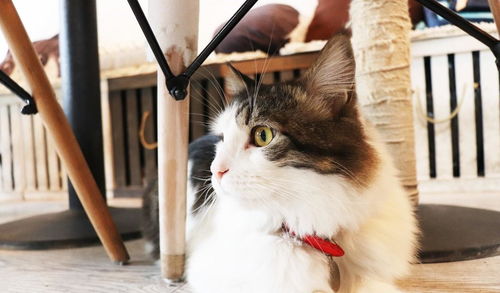 夏日萌猫拍摄攻略趣味表情包轻松get