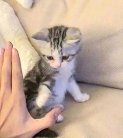 如何和猫主子合影,才是合格的铲屎官