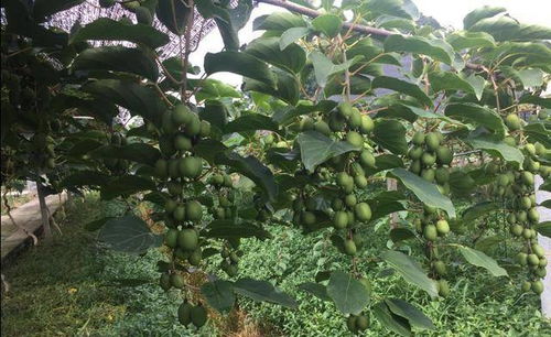 新型水果走红,果味甘甜,种植技巧简单