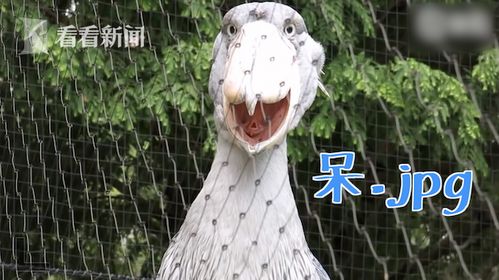 鲸头鹳张嘴散热成表情包网友目瞪口呆.jpg