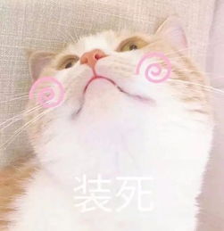 日常吸猫系列表情包,废猫扶不上墙