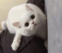 主人最爱的他她它