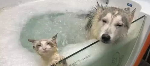 朋友把猫丢过来寄养,女子把猫和二哈放一块洗澡,这俩表情神同步