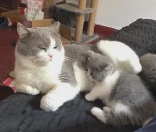蓝猫见到自己的儿子后,网友感叹长得猫模猫样,没想到是这种猫