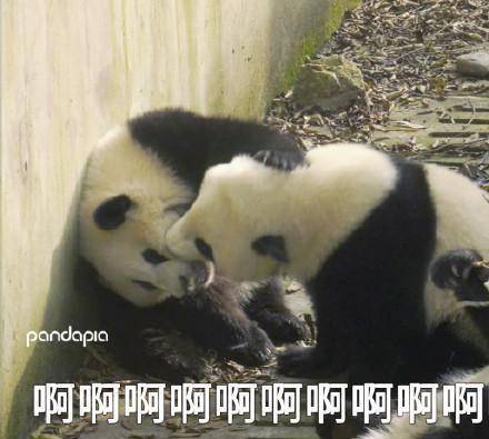 滚滚滚表情包图片发现