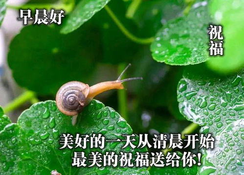 以感恩之心,感激拥有的一切,早安