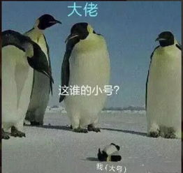 这可能是阴阳师史上最沙雕的表情包了,赶紧拿走去斗图