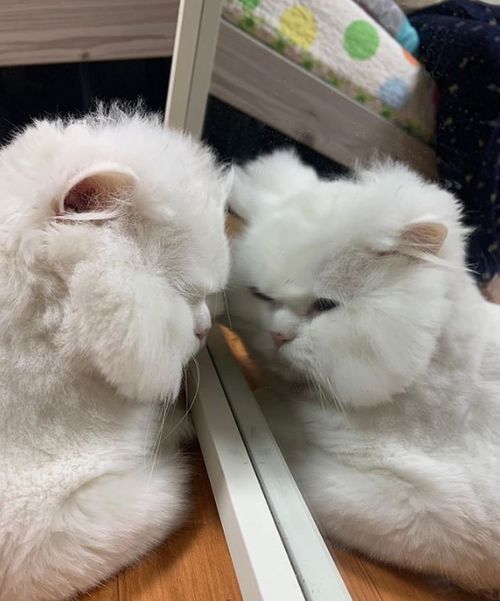 噫,你怎么是这种猫