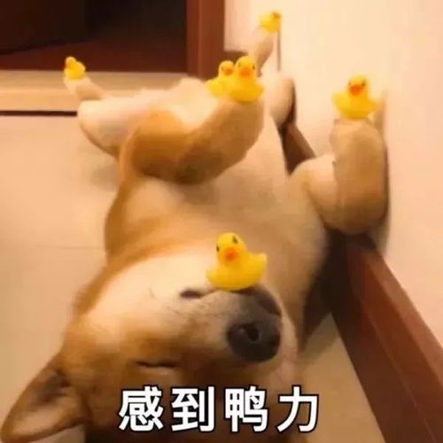 小黄鸭表情包周冬雨沙雕