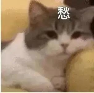 今天,讲些羞羞的事情金赏宠物
