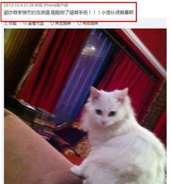 猫咪挠痒痒表情包刘亦菲