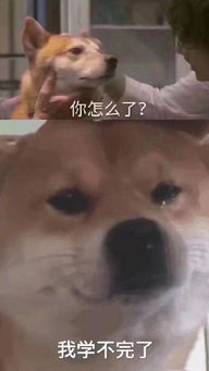 期末考试表情包转发吉祥三保,新学期没烦恼