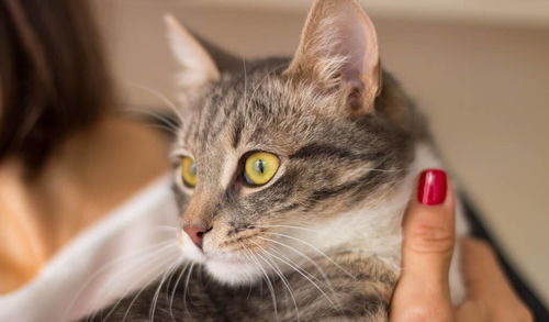 猫咪的面部表情,能反映猫咪的情绪,你接收到了吗