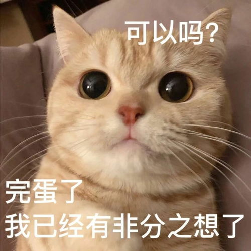 猫猫头表情包
