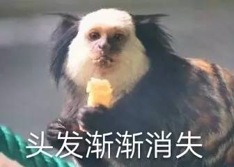 丑萌上海动物园又添罕见猴宝宝分分钟变网红