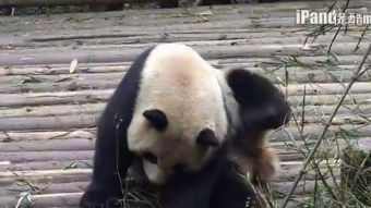 挠痒