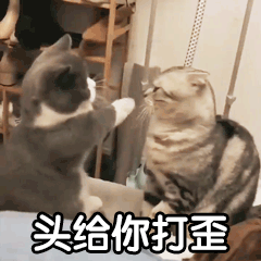 表情包丨表情包可爱图片
