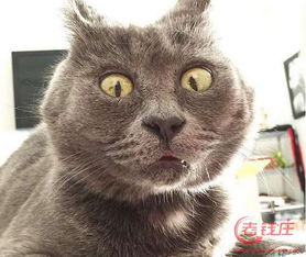 俄罗斯惊讶猫叫什么名字
