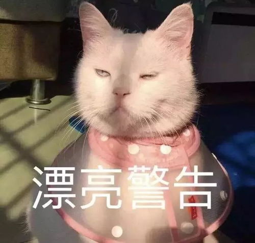 没有表情包,还聊什么天100张表情包,拿去
