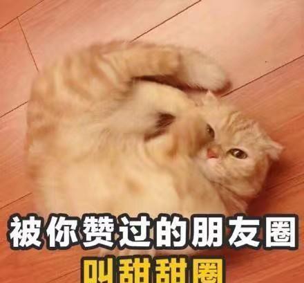 比起喵喵叫,猫咪更喜欢用这些方法表达情绪,收藏备查哟