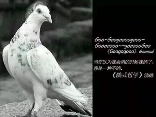 什么叼图都有人类的本质是鸽子整了点鸽子的表情包