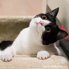 影帝级别的牛奶猫,两只圆圆的大眼睛,随手照一张都是表情包