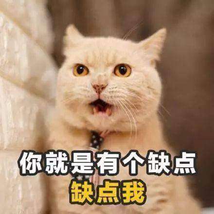 抖音猫咪版土味情话表情包大全猫咪土味情话表情包分享