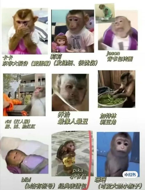 不想当人的年轻人们,把猴子吗喽捧上了神坛