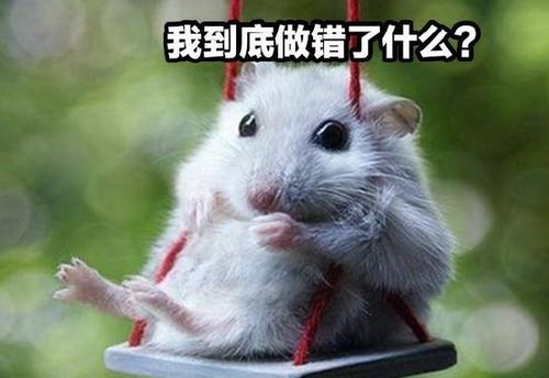 猫头鹰要孵蛋,雄鹰得知每日送饭,隔着屏幕女同胞都不淡定了