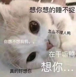 哄女朋友起床表情包猫叫