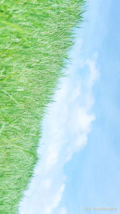 超级适合夏天的手机壁纸分享