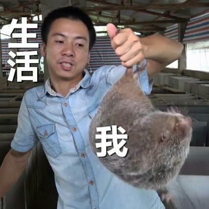 华农兄弟的竹鼠又上热搜,真竹鼠热