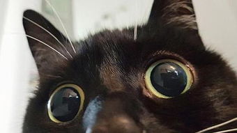 最近很火的表情包猫黑猫