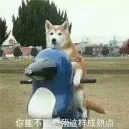 竟然有人花了98亿只为了买个玩具